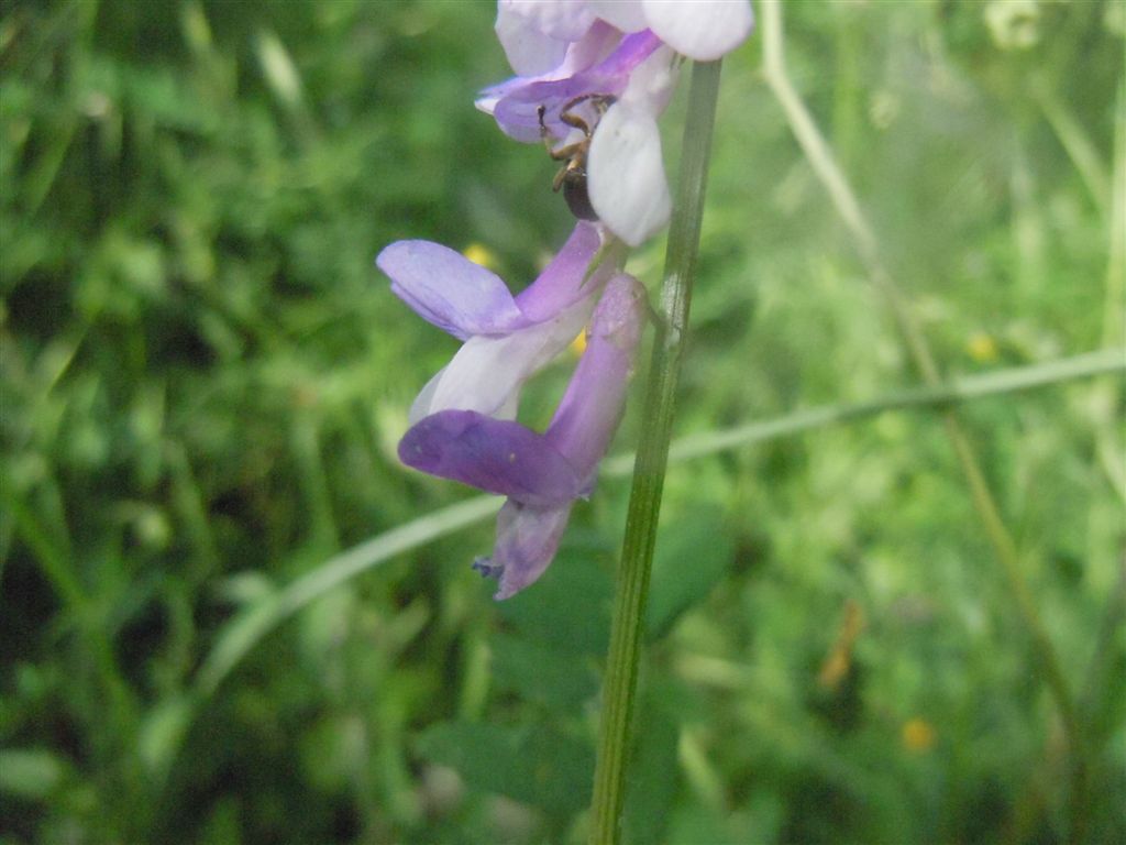 Fabacea - Vicia sp.